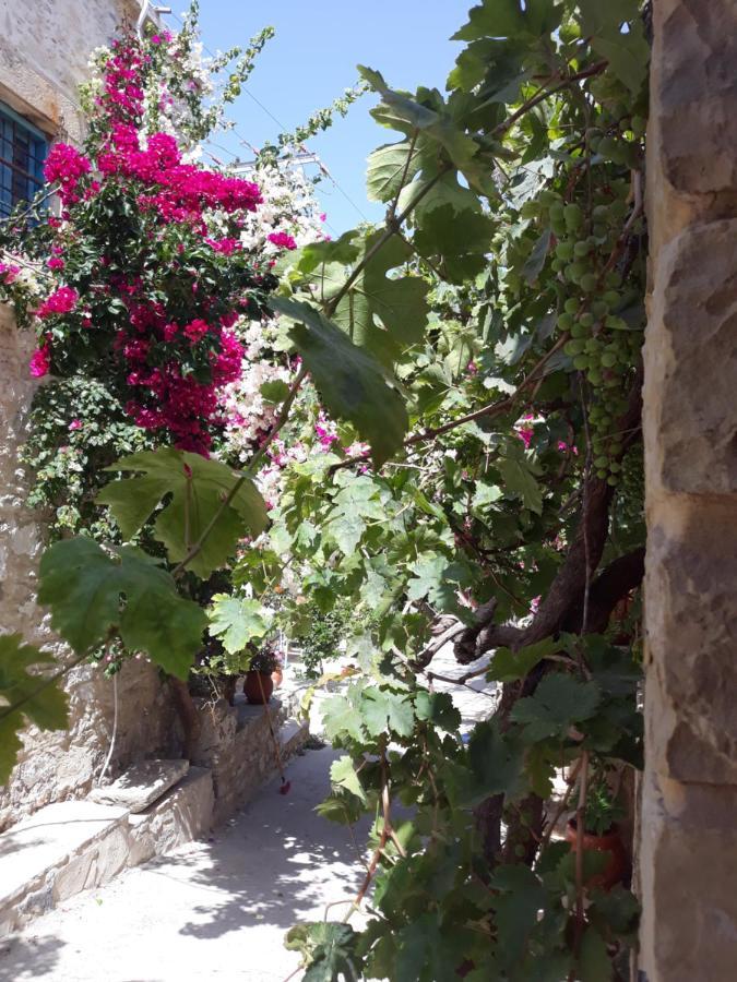 Country house Kritikies Elaia Pitsidia